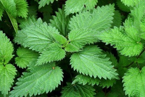Urtica (Nettle) Root May Improve Prostate Health